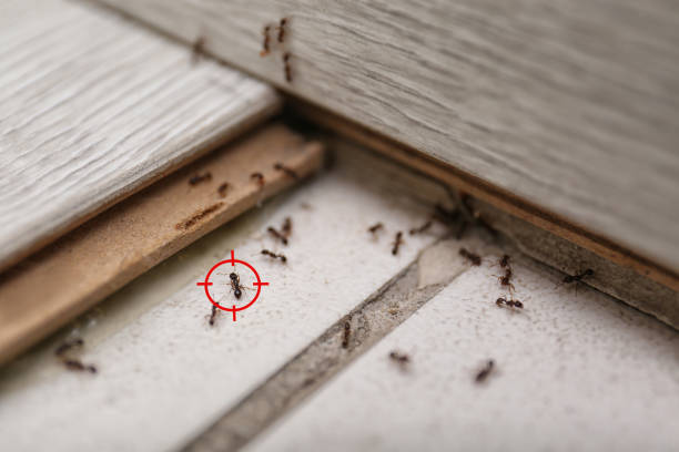 Best Emergency Pest Control  in Upper Fruitland, NM