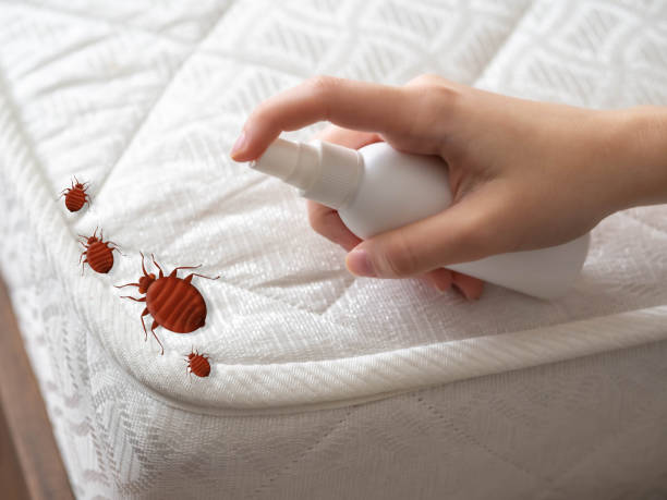 Best Wasp Removal Services  in Upper Fruitland, NM