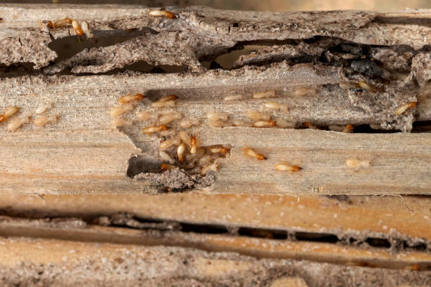 Best Termite Control Services  in Upper Fruitland, NM