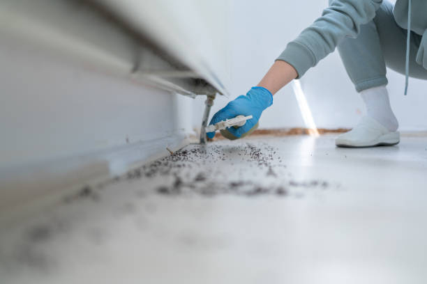 Trusted Upper Fruitland, NM Pest Control Experts